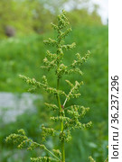 Rumex confertus, Russian dock, dockweed flowers, macro. Стоковое фото, фотограф Короленко Елена / Фотобанк Лори