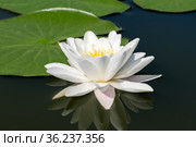 White water lily - lotus blooming (2021 год). Редакционное фото, фотограф Владимир Белобаба / Фотобанк Лори
