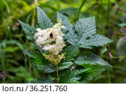 Лабазник вязолистный (лат. Filipendula ulmaria L. Maxim.) — лекарственное многолетнее травянистое растение семейства Розовые (Rosaceae). Растение в природной среде произрастания. Западная Сибирь, Россия. Стоковое фото, фотограф Евгений Мухортов / Фотобанк Лори