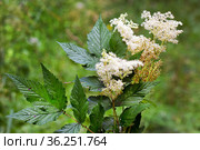 Лабазник вязолистный (лат. Filipendula ulmaria L. Maxim.) — лекарственное многолетнее травянистое растение семейства Розовые (Rosaceae). Растение в природной среде произрастания. Западная Сибирь, Россия. Стоковое фото, фотограф Евгений Мухортов / Фотобанк Лори