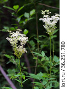Лабазник вязолистный (лат. Filipendula ulmaria L. Maxim.) — лекарственное многолетнее травянистое растение семейства Розовые (Rosaceae). Растение в природной среде произрастания. Западная Сибирь, Россия. Стоковое фото, фотограф Евгений Мухортов / Фотобанк Лори