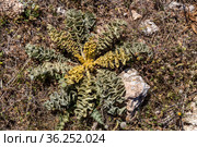 A useful, medicinal plant (Verbascum phlomoides) close-up. Стоковое фото, фотограф Татьяна Ляпи / Фотобанк Лори