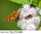 Насекомое пчеложук  (Trichodes apiaries) на цветке белой спиреи. Стоковое фото, фотограф Галина Савина / Фотобанк Лори