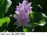 Water hyacinth Eichornia (Eichornia crassipes) in an artificial pond. Стоковое фото, фотограф Irina Opachevsky / Фотобанк Лори