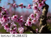 Close-up of blooming peach trees in the fields n spring. Стоковое фото, фотограф Яков Филимонов / Фотобанк Лори