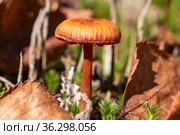 Mushroom Cortinarius uliginosus in forest. Стоковое фото, фотограф Евгений Ткачёв / Фотобанк Лори