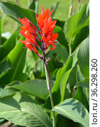 Цветущая  канна индийская (Canna indica L.), общий вид. Стоковое фото, фотограф Ирина Борсученко / Фотобанк Лори