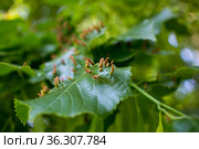 Lime leaves affected Linden gall mite Eriophyes tiliae. Стоковое фото, фотограф Anastasia Kayander / Фотобанк Лори