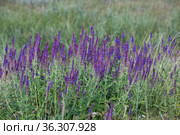 Blooming Salvia Superba close up on a sunny day. Стоковое фото, фотограф Володина Ольга / Фотобанк Лори