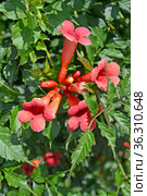 Кампсиса укореняющийся (Campsis radicans (L.) Seem. ex Bureau). Соцветие крупным планом. Стоковое фото, фотограф Ирина Борсученко / Фотобанк Лори