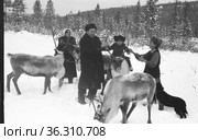Мужчина средних лет и молодая девушка посадили маленького ребёнка на северного оленя, люди гладят одомашненных оленей стоя в снегу, Алданский район, Якутия, ноябрь 1961. Редакционное фото, фотограф Варфоломей Тетерин / Фотобанк Лори