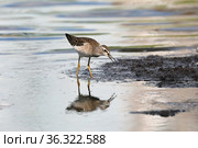 Tringa glareola. Фифи среди воды летним днем на севере Западной Сибири. Стоковое фото, фотограф Григорий Писоцкий / Фотобанк Лори