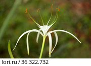 White flowers of Hymenocallis, spider lily, natural macro floral background. Стоковое фото, фотограф Tamara Kulikova / Фотобанк Лори