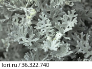 natural macro floral background with silver leaves of Jacobaea maritima, commonly known as silver ragwort. Стоковое фото, фотограф Tamara Kulikova / Фотобанк Лори