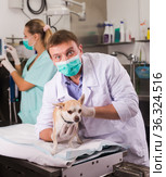 Dog undergoing surgery at vets. Стоковое фото, фотограф Яков Филимонов / Фотобанк Лори
