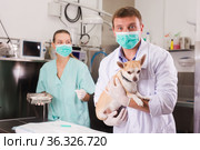 Dog undergoing surgery at vets. Стоковое фото, фотограф Яков Филимонов / Фотобанк Лори