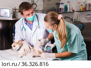 Dog undergoing surgery at vets. Стоковое фото, фотограф Яков Филимонов / Фотобанк Лори
