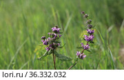 Зопник клубненосный (Phlomis tuberosa). Цветение растения в Кулундинской степи, Алтайский край. Стоковое видео, видеограф Григорий Писоцкий / Фотобанк Лори