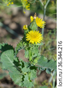 Осот огородный (лат. Sonchus oleraceus) крупным планом. Стоковое фото, фотограф Елена Коромыслова / Фотобанк Лори