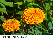 Оранжевые бархатцы прямостоячие "Прауд Мэри" (лат. Tagetes erecta Praud Mari Orange) Стоковое фото, фотограф Елена Коромыслова / Фотобанк Лори