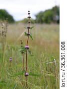 Phlomis tuberosa. Зопник клубненосный на лугу в Алтайском крае. Стоковое фото, фотограф Григорий Писоцкий / Фотобанк Лори