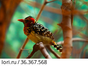 Red and Yellow Barbet sitting on branch in park. Стоковое фото, фотограф Яков Филимонов / Фотобанк Лори