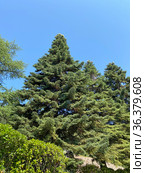 Пихта нумидийская, или алжирская (Abies numidica) (2021 год). Стоковое фото, фотограф Мария Кылосова / Фотобанк Лори