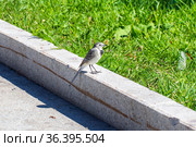 Grey wagtail (Motacilla cinerea) close up. Стоковое фото, фотограф Евгений Ткачёв / Фотобанк Лори