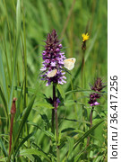 Чистец болотный (Stachys palustris) и бабочки сенница Памфил (Coenonympha pamphilus) летом на лугу в Алтайском крае. Стоковое фото, фотограф Григорий Писоцкий / Фотобанк Лори