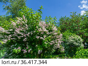 Shrub with beautiful white and pink full flowers - Deutzia scabra flowering in spring. Стоковое фото, фотограф Ольга Сейфутдинова / Фотобанк Лори