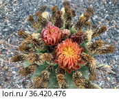 Blooming Ferocactus wislizenii (latin - Ferocactus wislizenii) Стоковое фото, фотограф Irina Opachevsky / Фотобанк Лори
