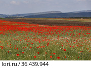 Маковые поля. Крым (2021 год). Стоковое фото, фотограф Роман Рожков / Фотобанк Лори
