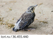 Слеток дрозда рябинника, покинувший гнездо, сидит на земле. A fledgling of the fieldfare (Turdus pilaris) sitting on the ground. Стоковое фото, фотограф Ekaterina M / Фотобанк Лори