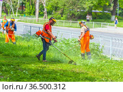 Russia, Samara, June 2021: Forestry workers mow the grass on the lawn along the road. Редакционное фото, фотограф Акиньшин Владимир / Фотобанк Лори