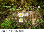 Белый арктический цветок - Дриада (Dryas punctata) Стоковое фото, фотограф Яковлев Сергей / Фотобанк Лори