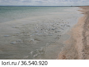 Медузы Корнерот на пляже, вид Rhizostoma pulmo. Крым, Азовское море (2017 год). Стоковое фото, фотограф Щеголева Ольга / Фотобанк Лори
