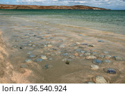 Выброшенные волнами крупные медузы на пляже (Rhizostoma pulmo, корнерот). Крым, Азовское море, Казантип (2017 год). Стоковое фото, фотограф Щеголева Ольга / Фотобанк Лори