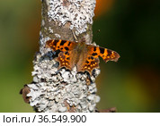 Бабочка Углокрыльница С-белое (Polygonia C-album) Стоковое фото, фотограф Галина Савина / Фотобанк Лори