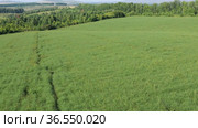 Горный Алтай. Поле солянки холмовой (Salsola collina). Вид с воздуха. Altai mountains. Field of saltwort (Salsola collina). Aerial view. Стоковое видео, видеограф Евгений Романов / Фотобанк Лори