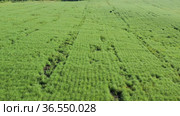Горный Алтай. Поле солянки холмовой (Salsola collina). Вид с воздуха. Altai mountains. Field of saltwort (Salsola collina). Aerial view. Стоковое видео, видеограф Евгений Романов / Фотобанк Лори