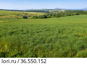 Горный Алтай. Поле солянки холмовой (Salsola collina). Вид с воздуха. Altai mountains. Field of saltwort (Salsola collina). Aerial view. Стоковое фото, фотограф Евгений Романов / Фотобанк Лори