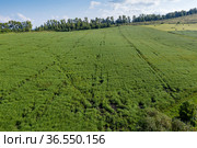 Горный Алтай. Поле солянки холмовой (Salsola collina). Вид с воздуха. Altai mountains. Field of saltwort (Salsola collina). Aerial view. Стоковое фото, фотограф Евгений Романов / Фотобанк Лори