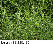 Горный Алтай. Поле солянки холмовой (Salsola collina). Altai mountains. Field of saltwort (Salsola collina). Стоковое фото, фотограф Евгений Романов / Фотобанк Лори