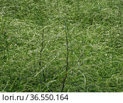 Горный Алтай. Поле солянки холмовой (Salsola collina). Altai mountains. Field of saltwort (Salsola collina). Стоковое фото, фотограф Евгений Романов / Фотобанк Лори