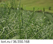 Горный Алтай. Поле солянки холмовой (Salsola collina). Altai mountains. Field of saltwort (Salsola collina). Стоковое фото, фотограф Евгений Романов / Фотобанк Лори