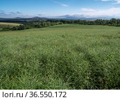 Горный Алтай. Поле солянки холмовой (Salsola collina). Altai mountains. Field of saltwort (Salsola collina). Стоковое фото, фотограф Евгений Романов / Фотобанк Лори