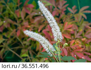 Цветок клопогон (цимицифуга) ( англ. black cohosh, fairy candle) Стоковое фото, фотограф Галина Савина / Фотобанк Лори