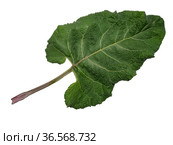 Лист лопуха войлочного (Arctium tomentosum) на белом фоне. Burdock leaf (Arctium tomentosum) on a white background. Стоковое фото, фотограф Евгений Романов / Фотобанк Лори
