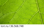 Лист лопуха войлочного. Макро. Woolly burdock leaf (Arctium tomentosum). Macro view. Стоковое видео, видеограф Евгений Романов / Фотобанк Лори