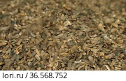 Семена лопуха войлочного. Woolly burdock seeds (Arctium tomentosum). Стоковое видео, видеограф Евгений Романов / Фотобанк Лори